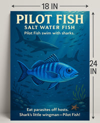 Pilot Fish SharkS Little Wingman Poster PosterGoat