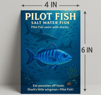 Pilot Fish SharkS Little Wingman Poster PosterGoat