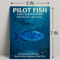 Pilot Fish SharkS Little Wingman Poster PosterGoat