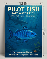 Pilot Fish SharkS Little Wingman Poster PosterGoat