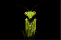 Praying Mantis Striking Green Art Display: Animal Poster PosterGoat