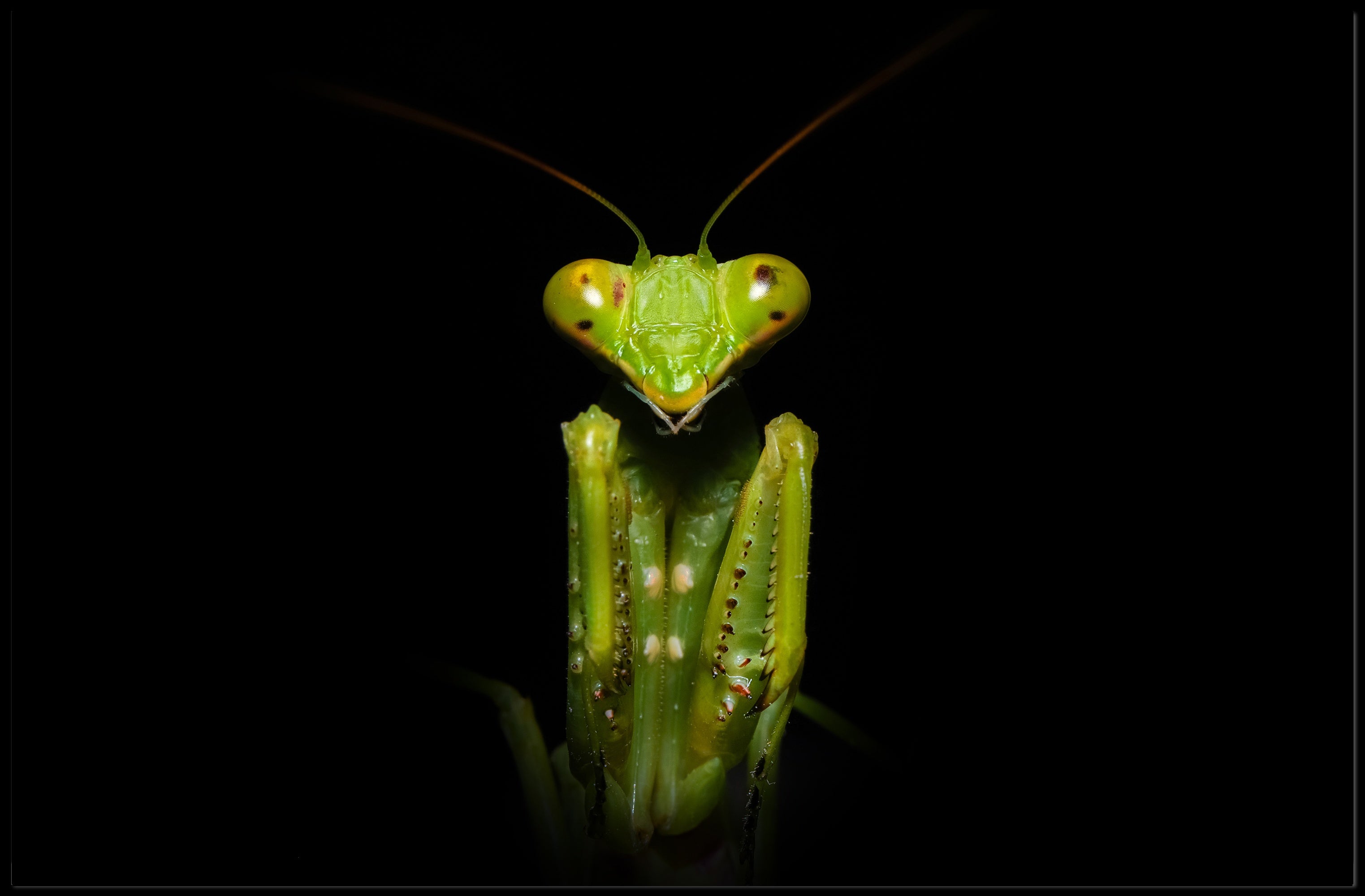 Praying Mantis Striking Green Art Display: Animal Poster PosterGoat