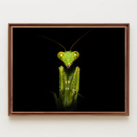 Praying Mantis Striking Green Art Display: Animal Poster PosterGoat