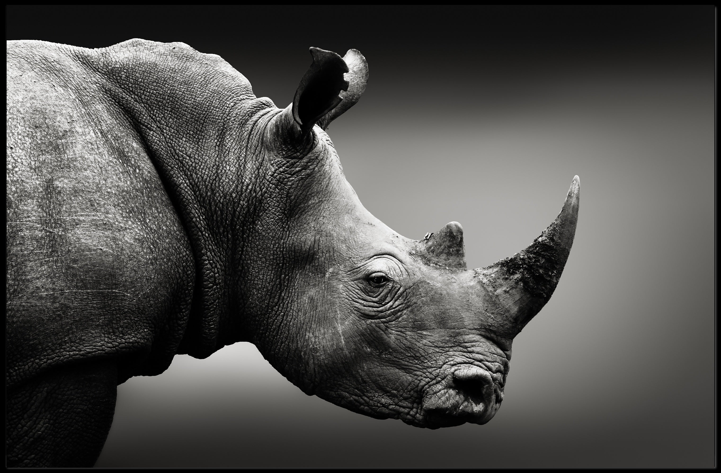 Rhinoceros in Timeless Black-and-White Art Poster PosterGoat