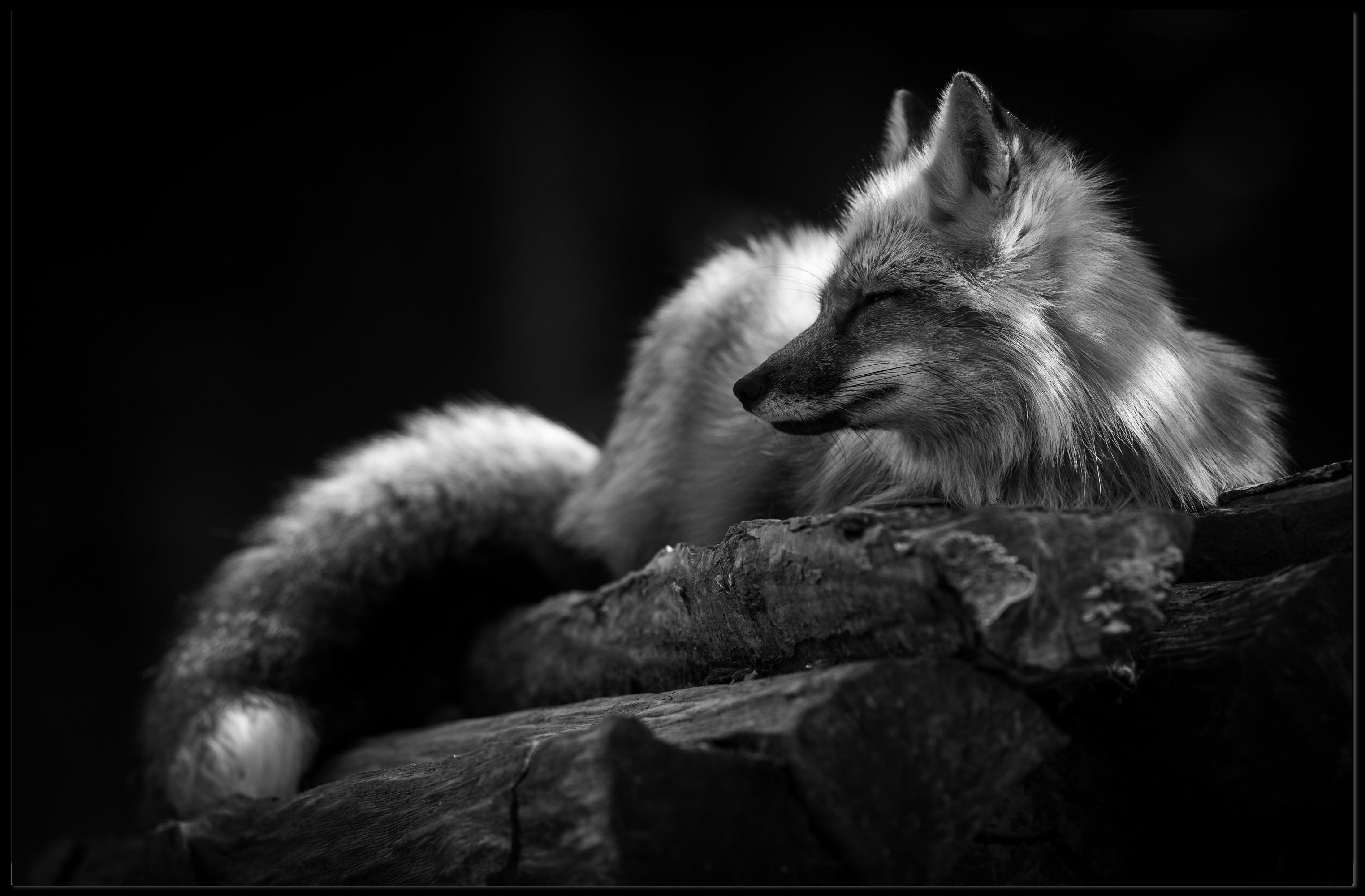 Serene Black and White Fox Resting Animal Poster PosterGoat