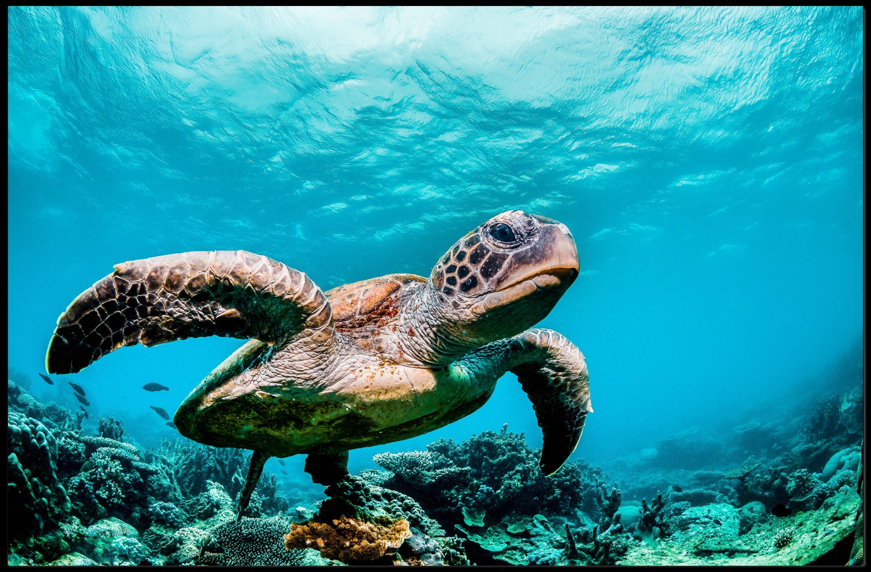 Serene Sea Turtle Swimming Over Coral Animal Poster PosterGoat