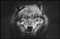 Wild Wolf Portrait in Majestic Animal Poster PosterGoat