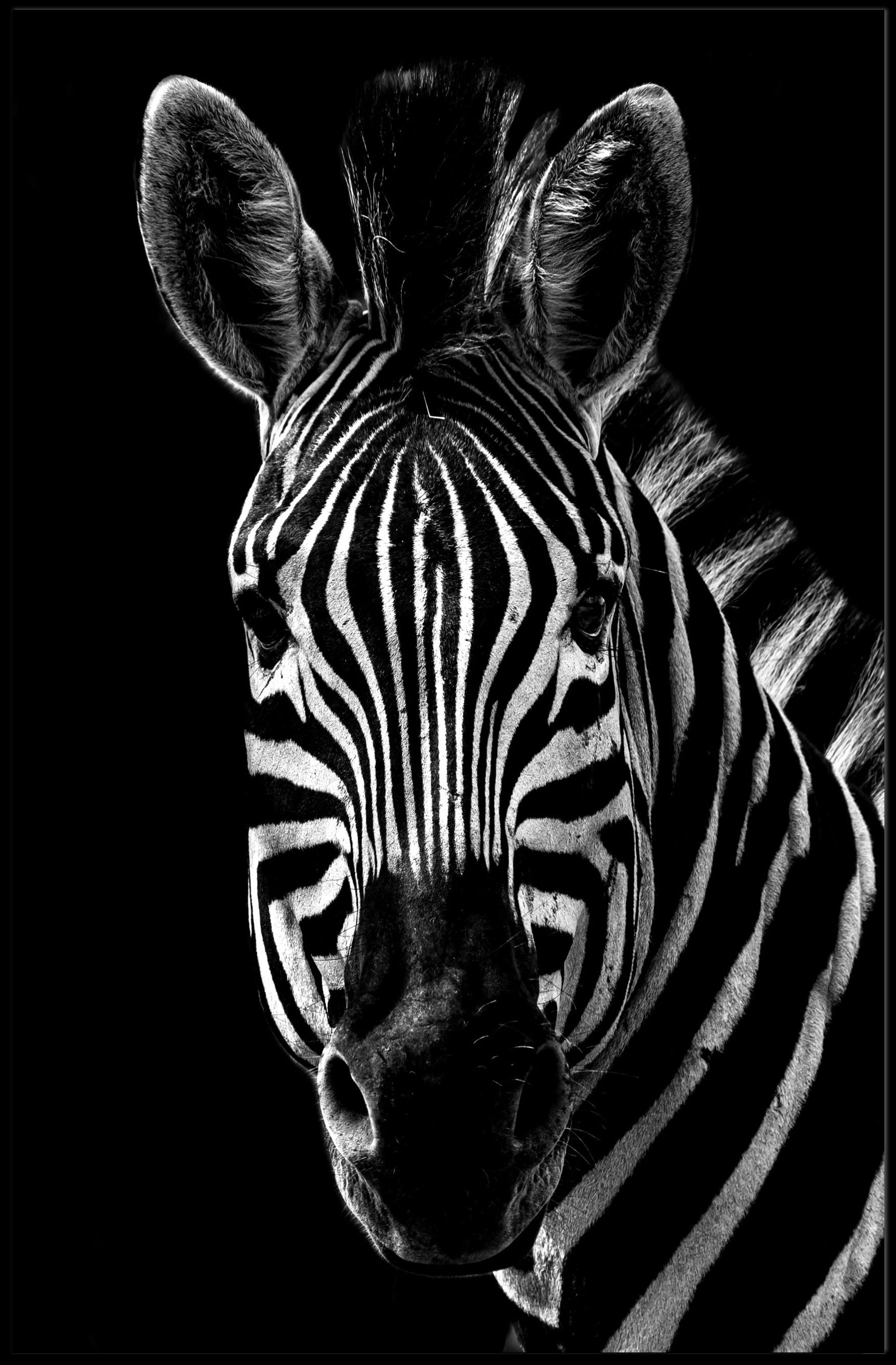 Zebra's Unique Stripes in Black and White Animal Poster PosterGoat