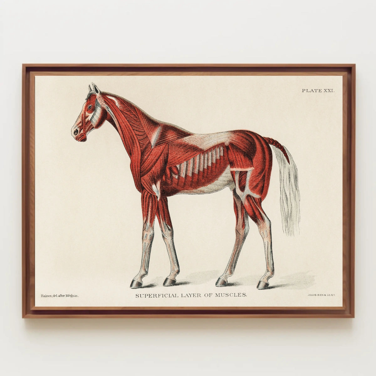 Equine Muscle Anatomy Vintage Educational Poster