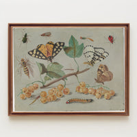 Insect and Foliage Vintage Botanical Illustration Educational Poster