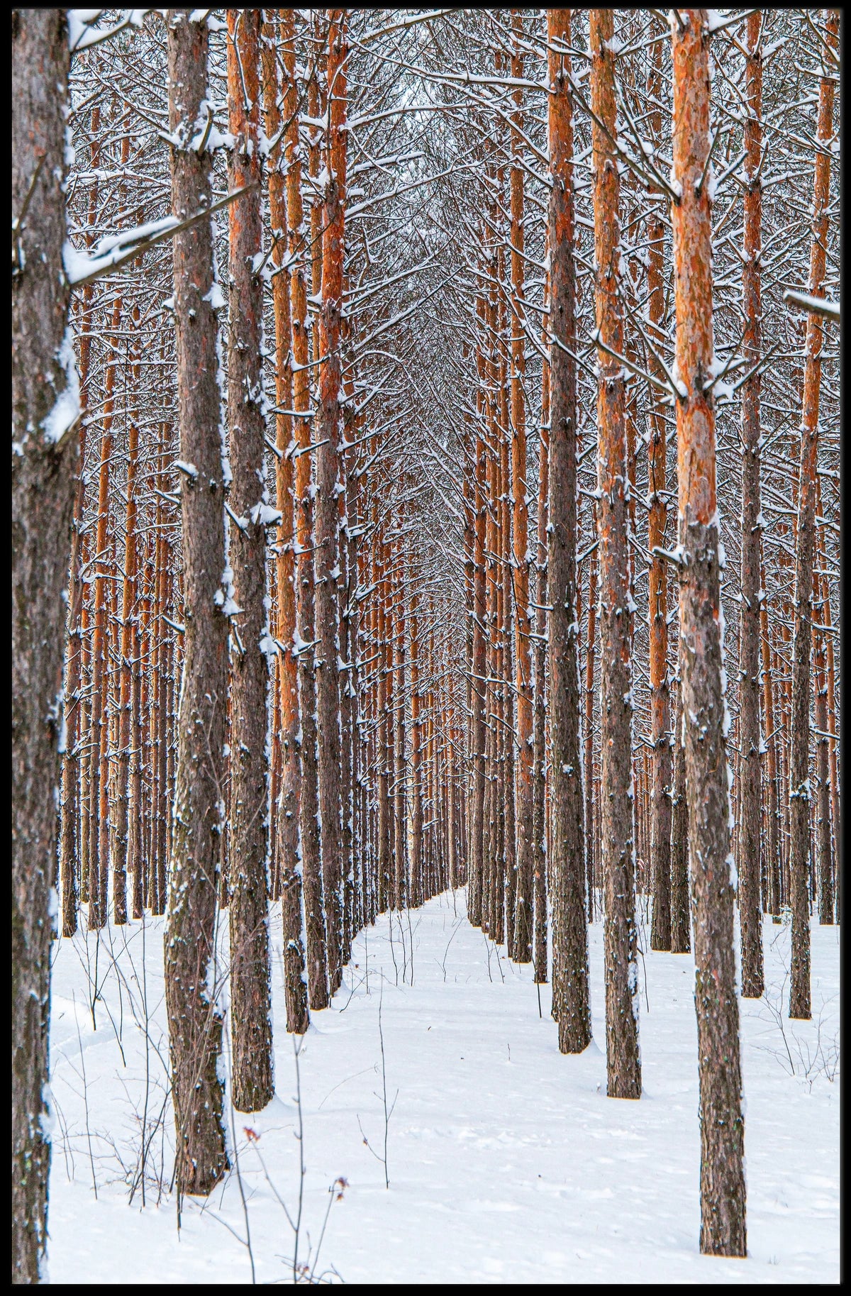 Winter Forest Serenity Poster