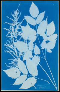 Botanical Cyanotype Poster
