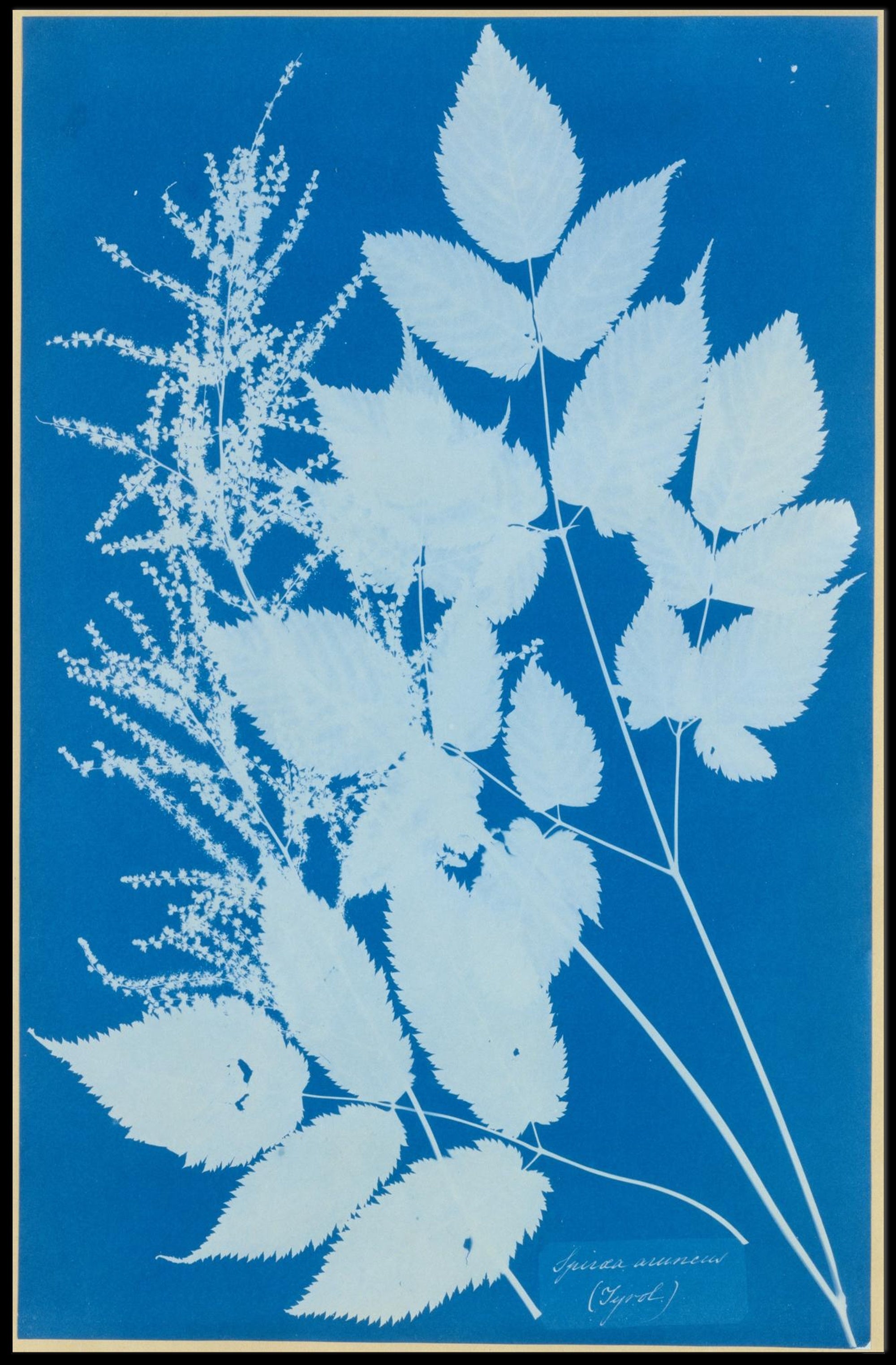 Botanical Cyanotype Poster