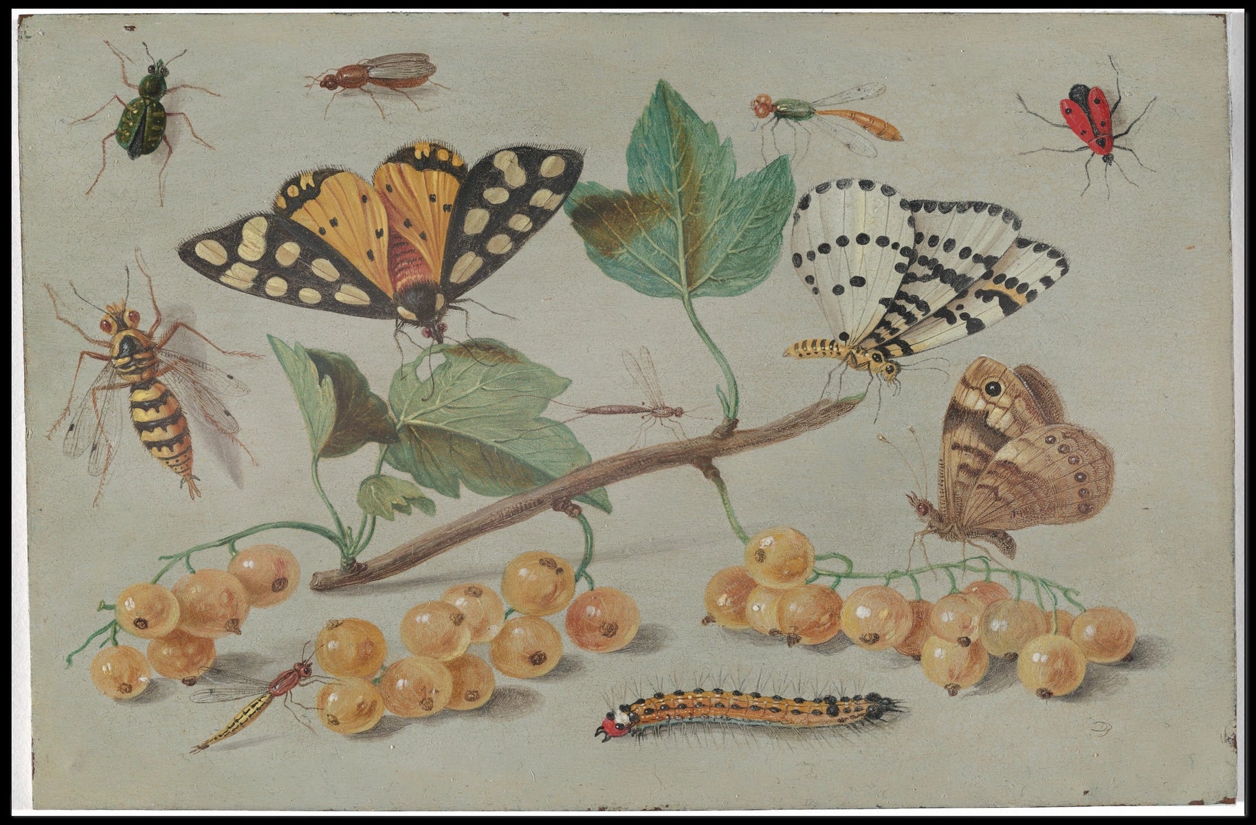 Insect and Foliage Vintage Botanical Illustration Educational Poster