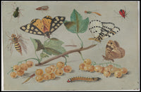 Insect and Foliage Vintage Botanical Illustration Educational Poster