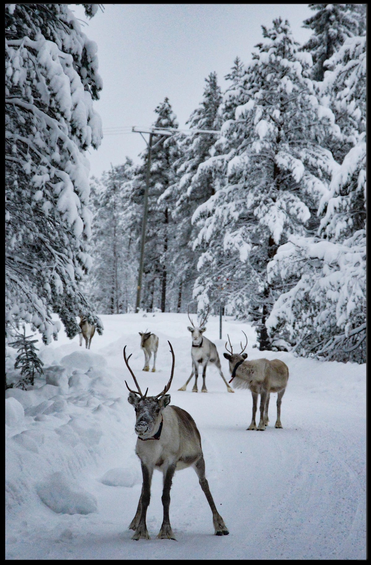 Winter Wonderland With Reindeer Poster
