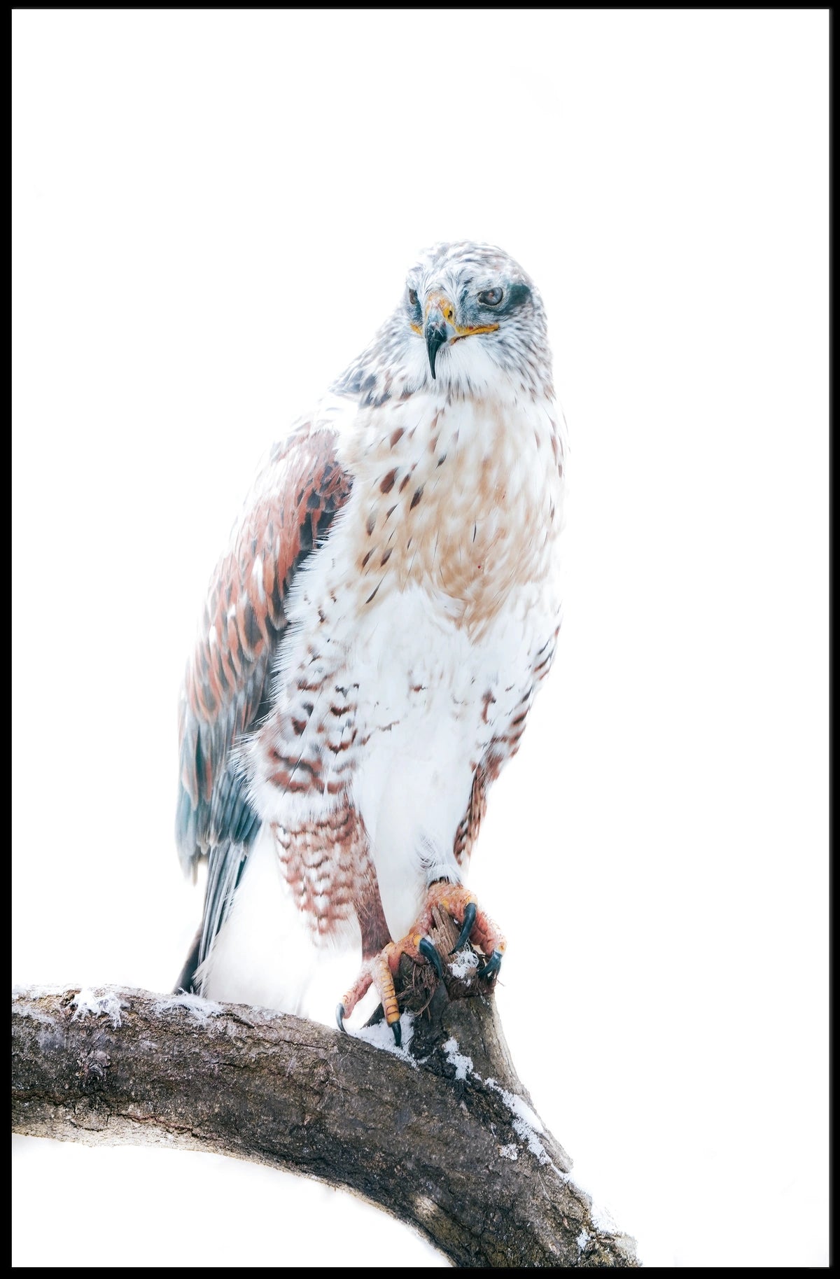 Majestic Hawk On A Snowy Branch Poster