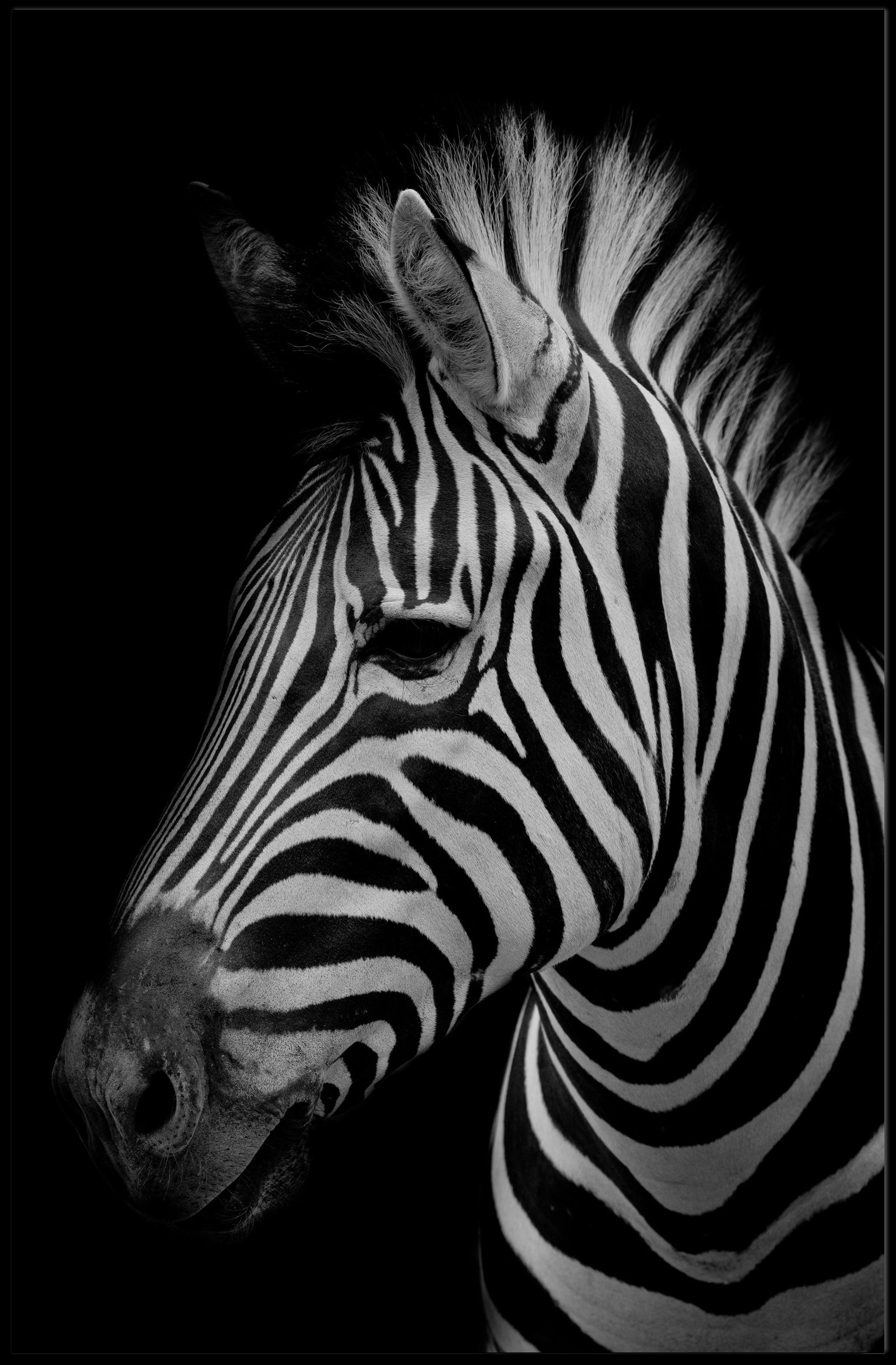 Zebra Elegance in African Wildlife Animal Poster