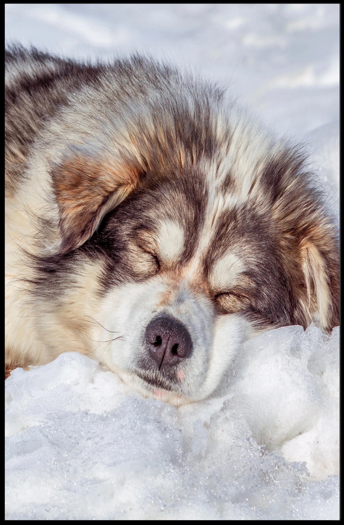 Winter Slumber Poster