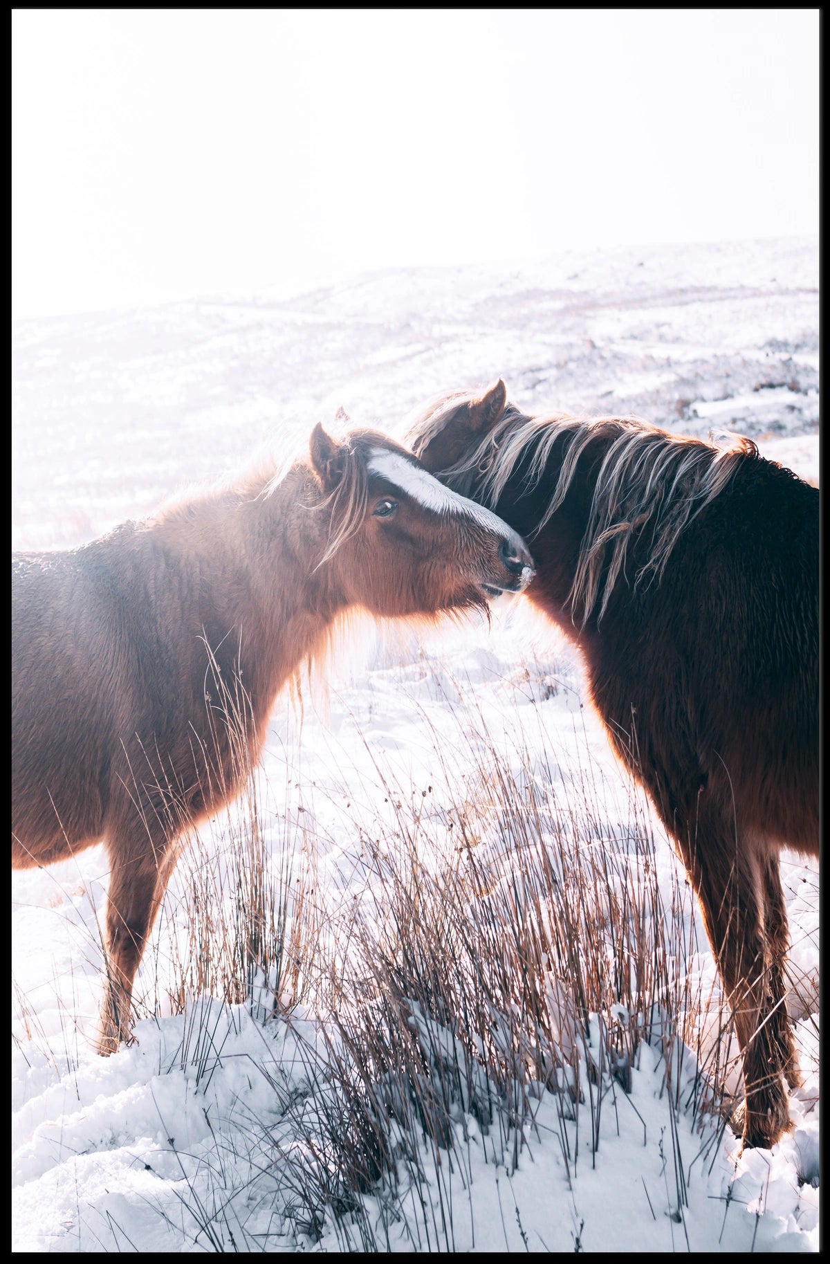 Winter Companions Poster