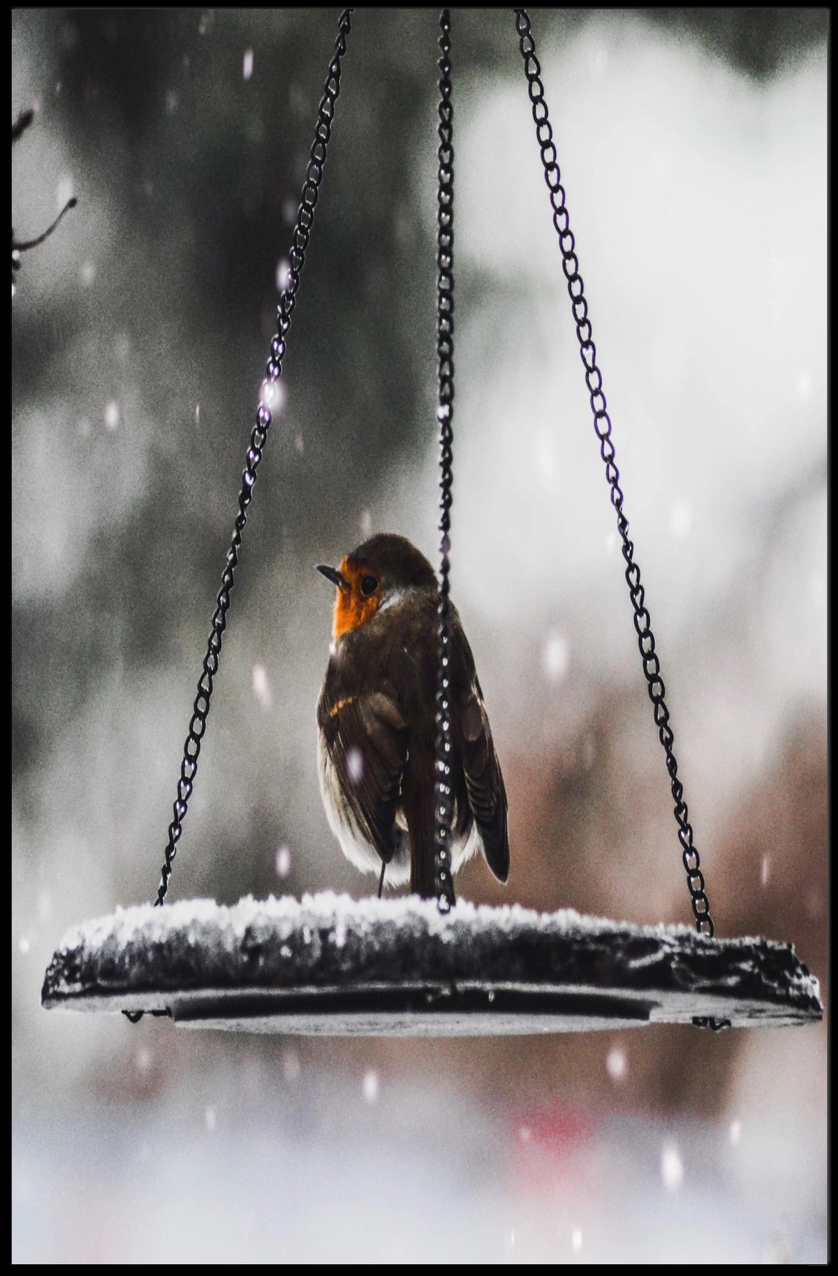 Winter Serenity: Bird on Swing Animal Poster