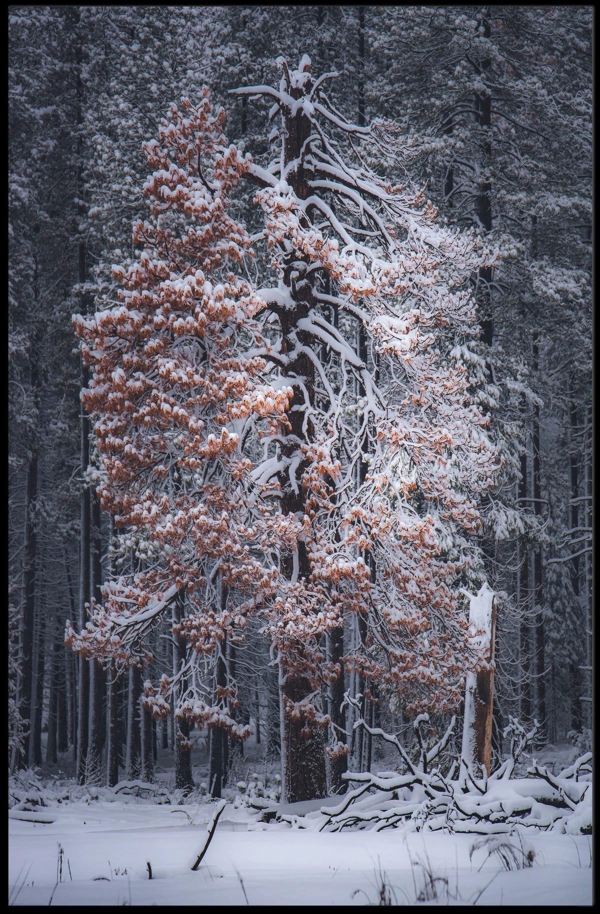 WinterS Embrace Poster