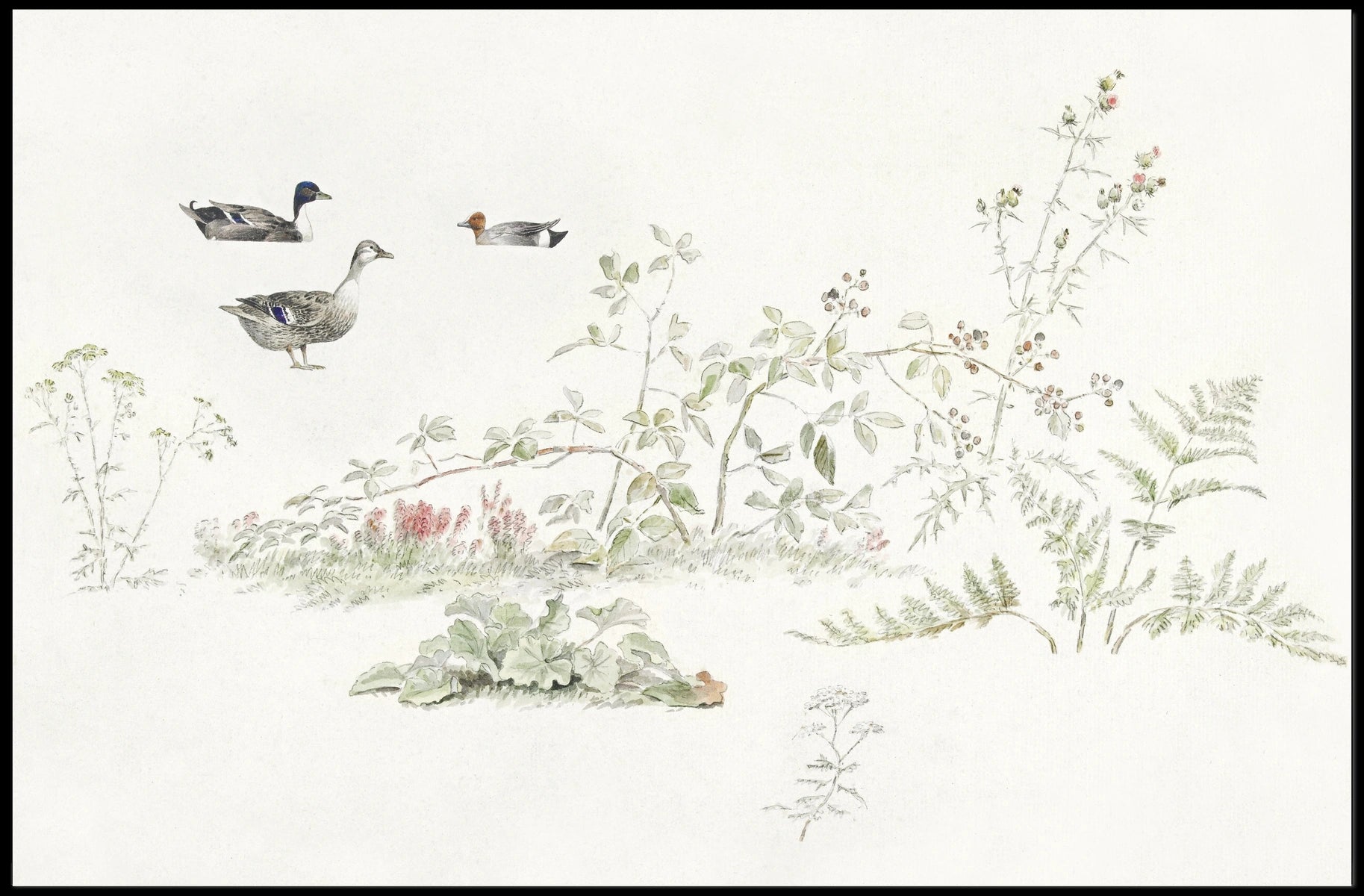 Serene Waterfowl Scene: Vintage Nature Animal Poster