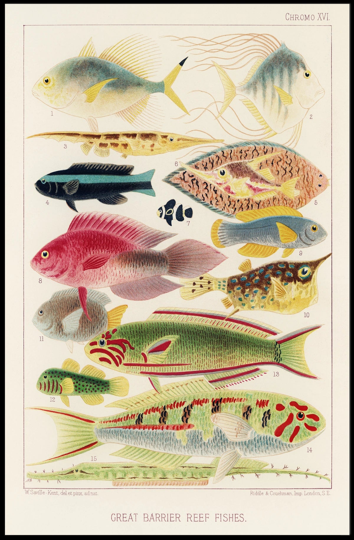 Great Barrier Reef Fishes Poster