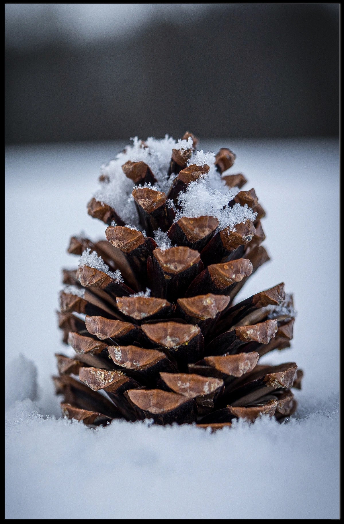Winter Pinecone Poster