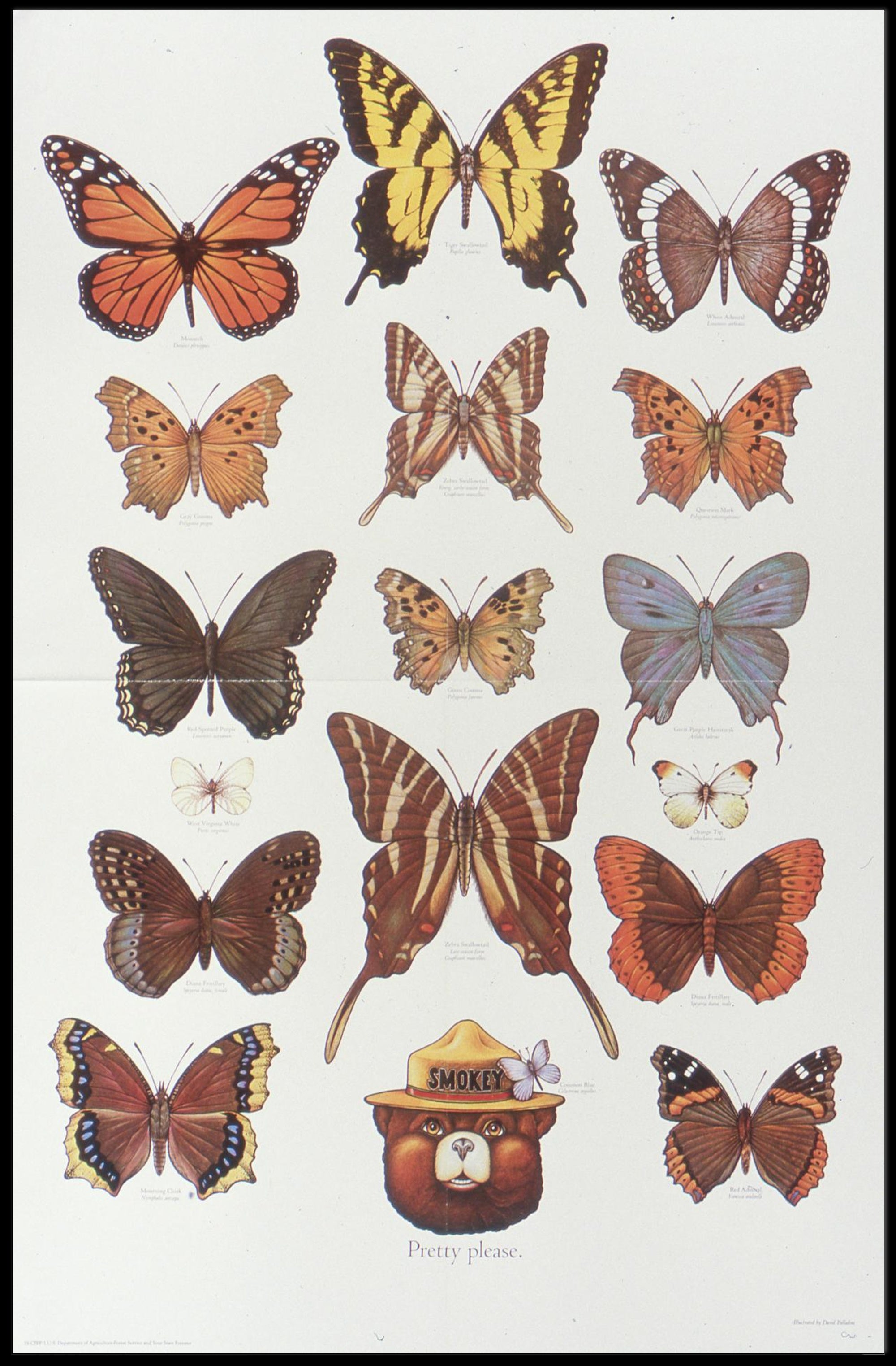Butterfly Collection and Smokey Bear Poster PosterGoat