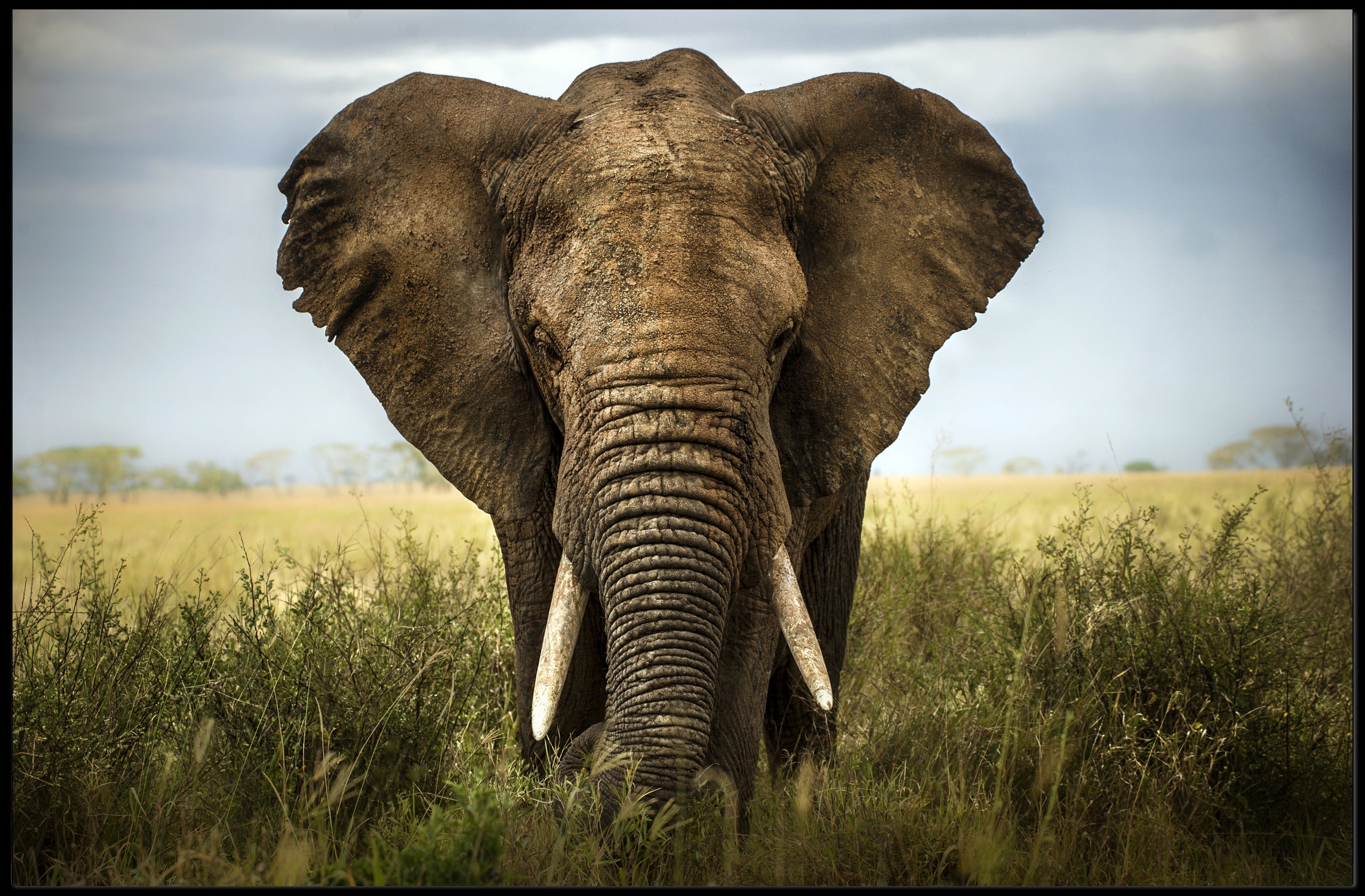 Majestic Elephant in African Savanna Animal Poster