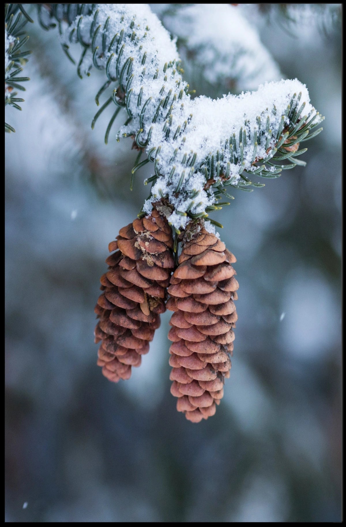 Winter Serenity Pine Cones National Park Poster