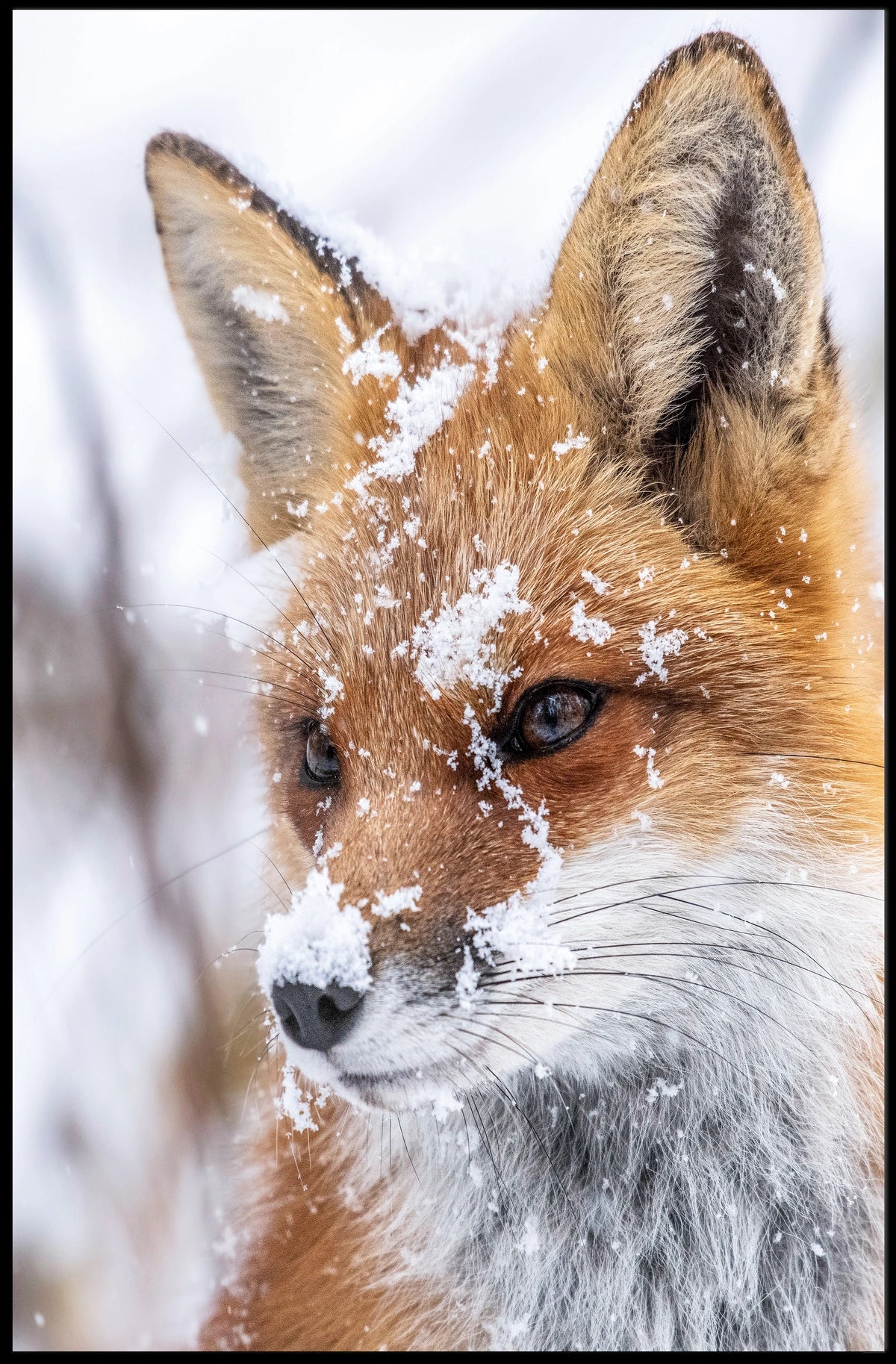 Winter Fox Poster