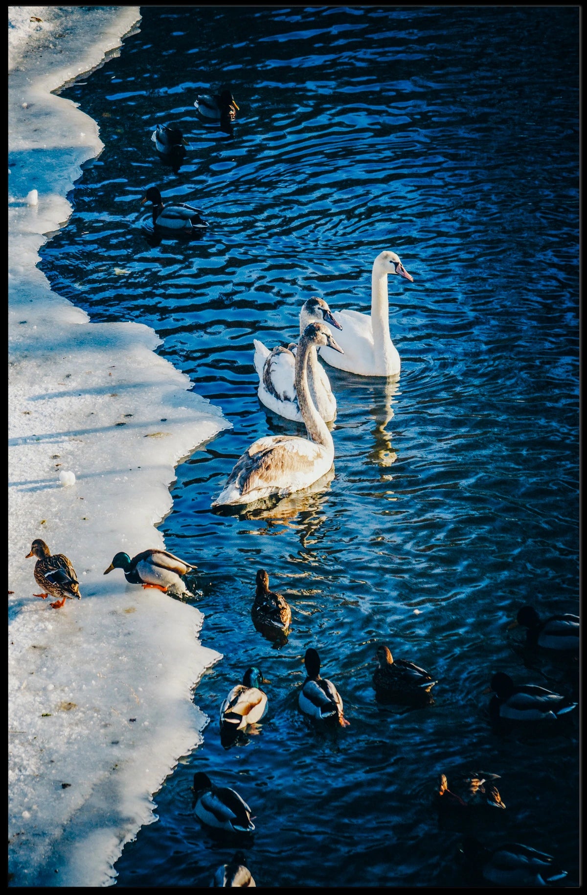 Winter Serenity On The Lake Poster