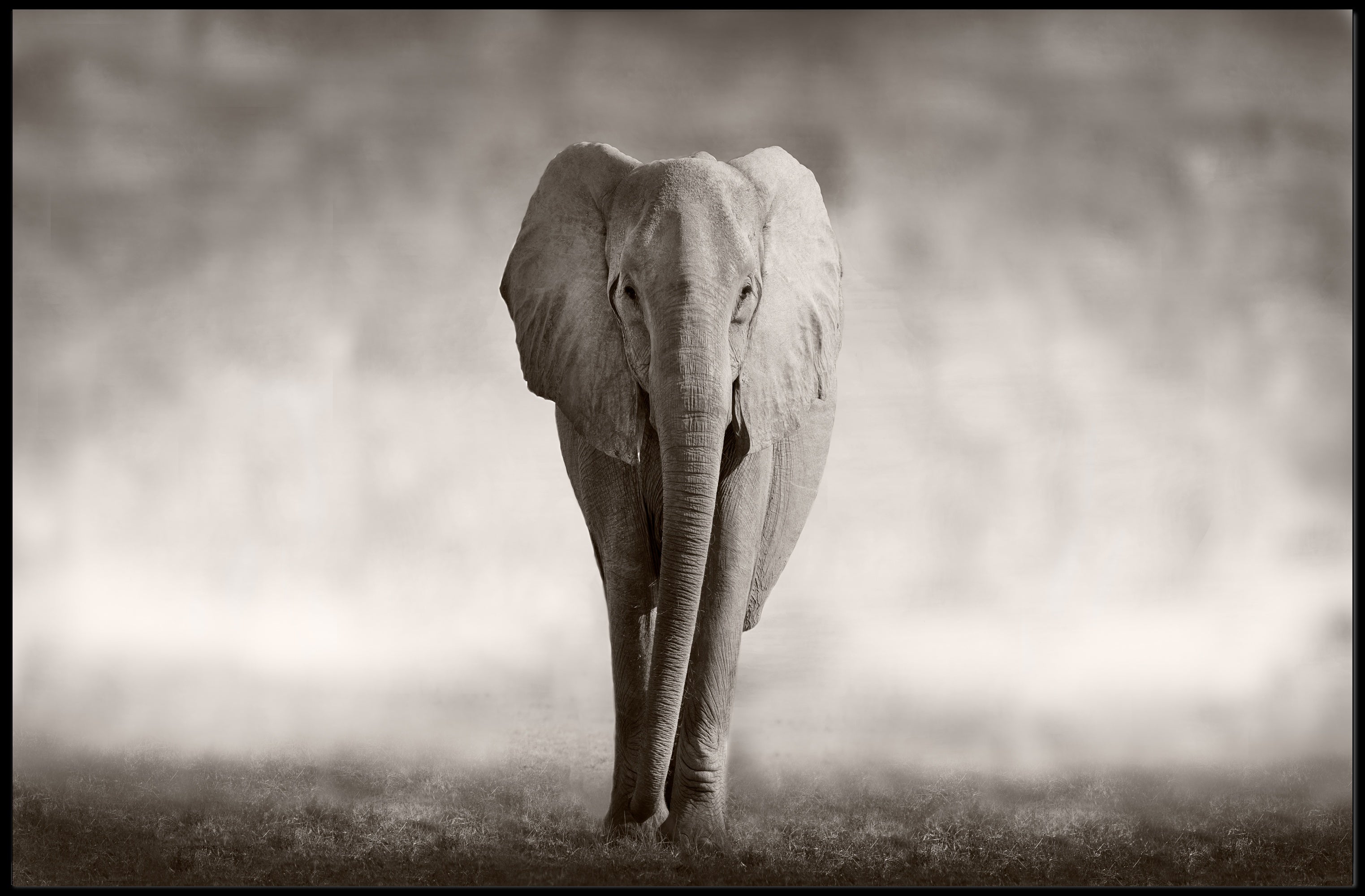 Majestic Elephant Emerging African Savannah Scene Animal Poster