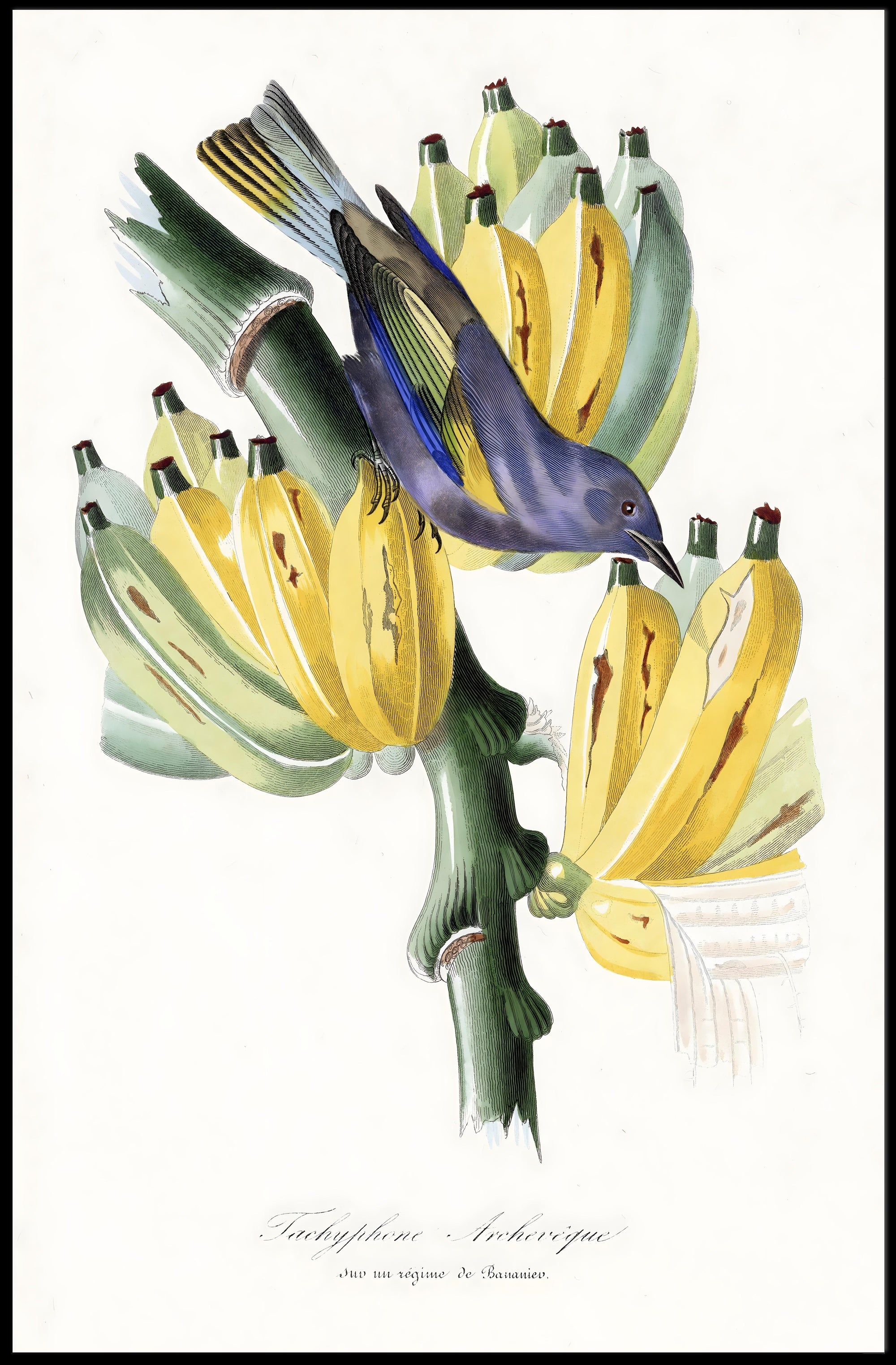 Exotic Bird on Banana Plant Poster