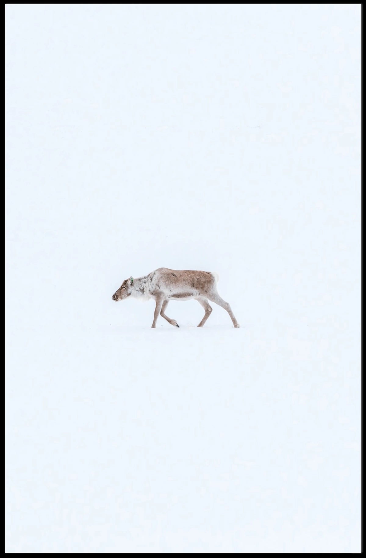 Solitary Reindeer In Snow Poster