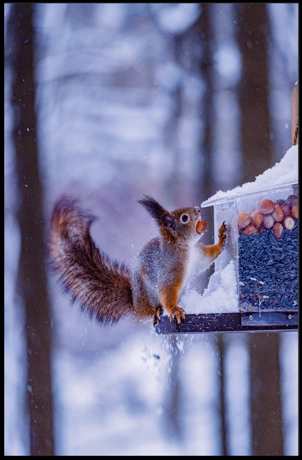 Winter Squirrel Feast Poster