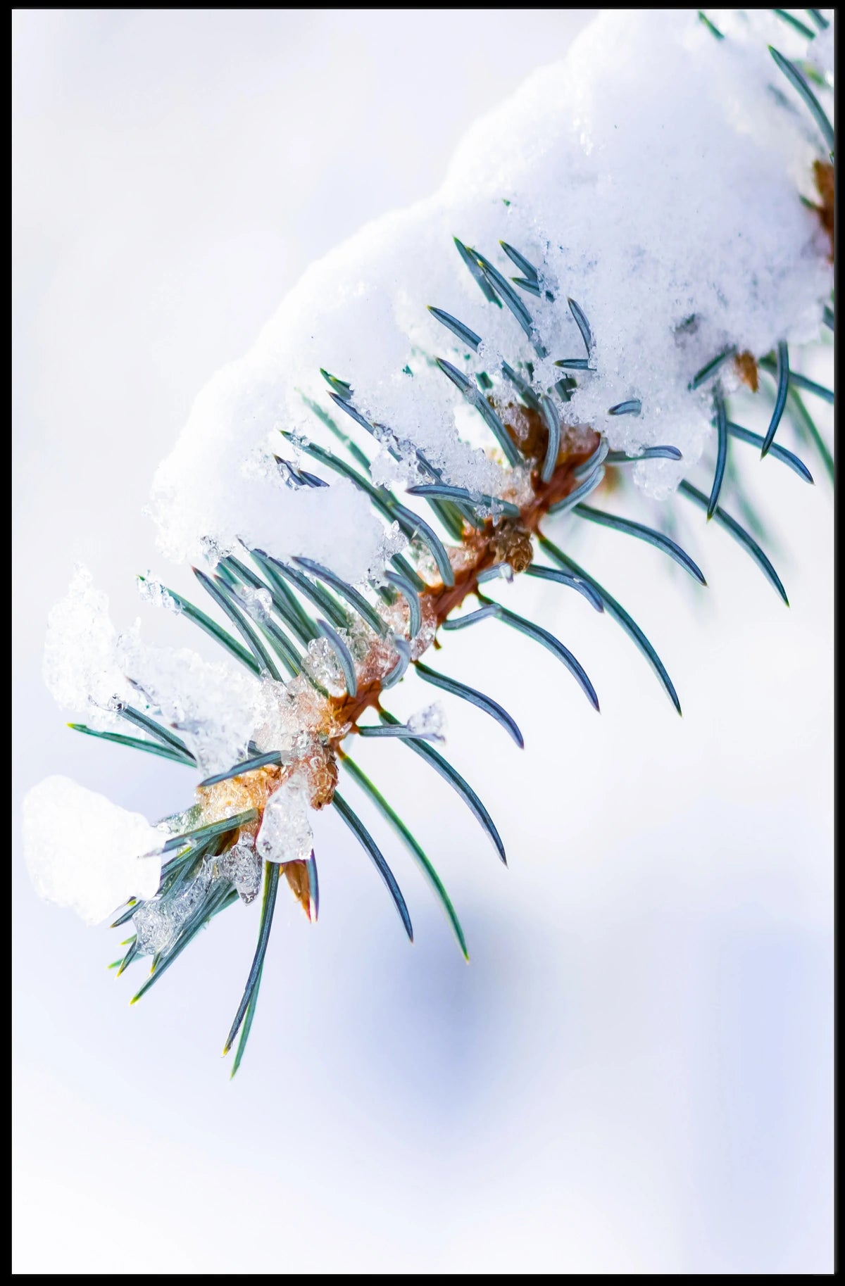 Winters Touch on Pine Poster