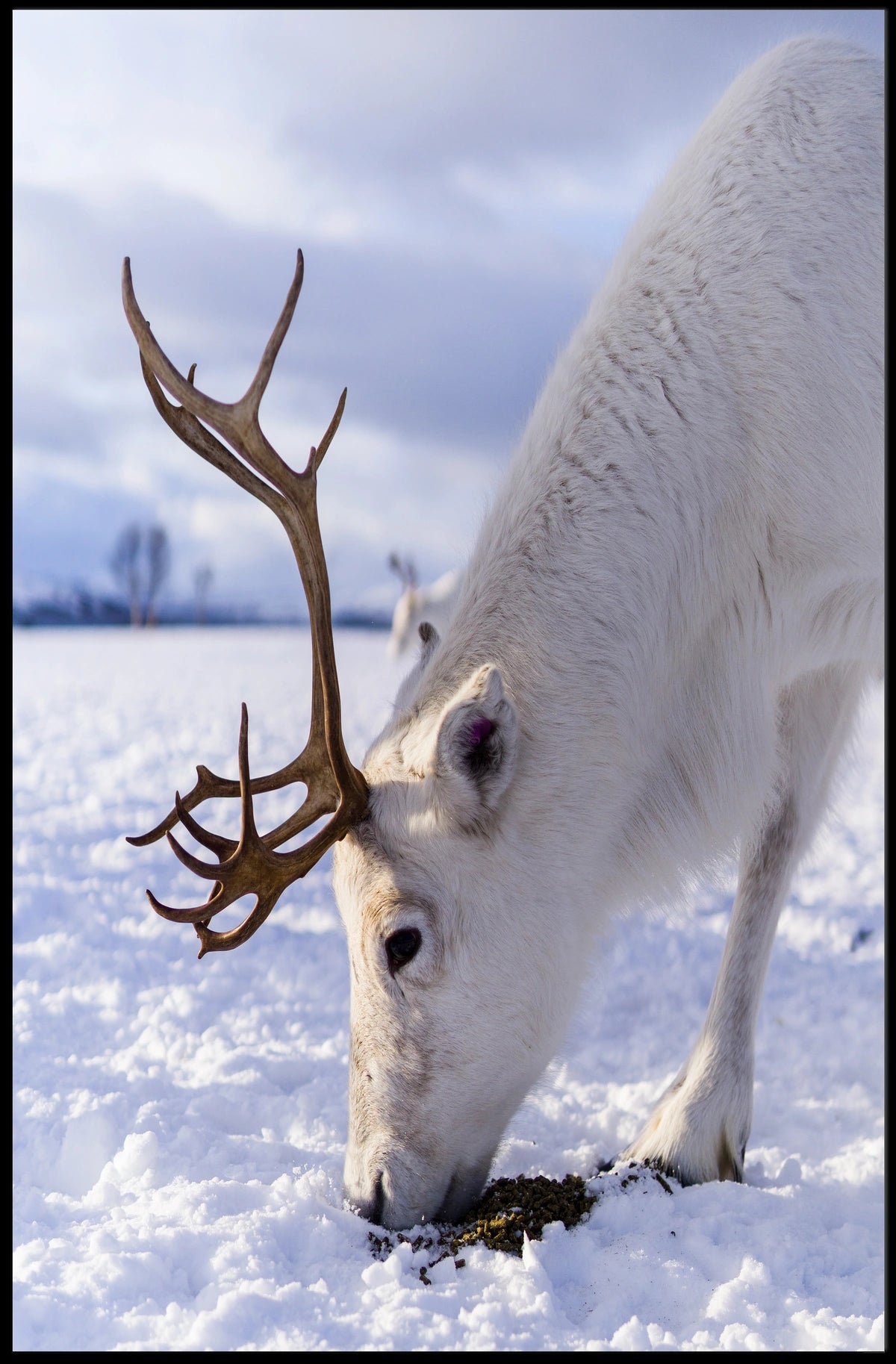 Majestic Reindeer In Snow Poster