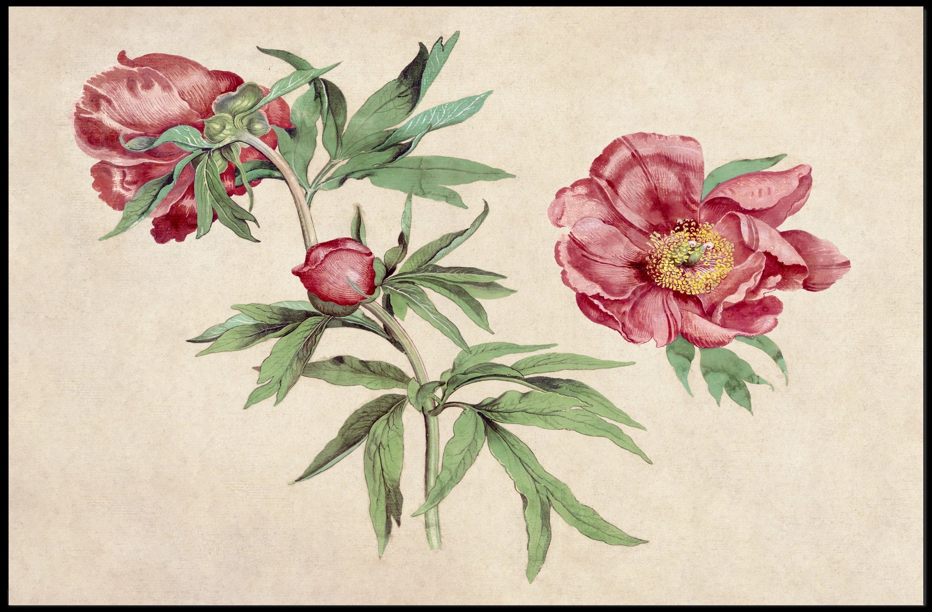 Botanical Elegance Red-Peony Flowers Vintage Artistic Poster