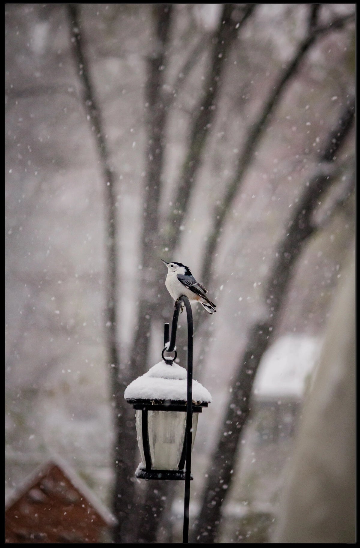 Winter Bird on Snow-Covered Lantern: Animal Poster