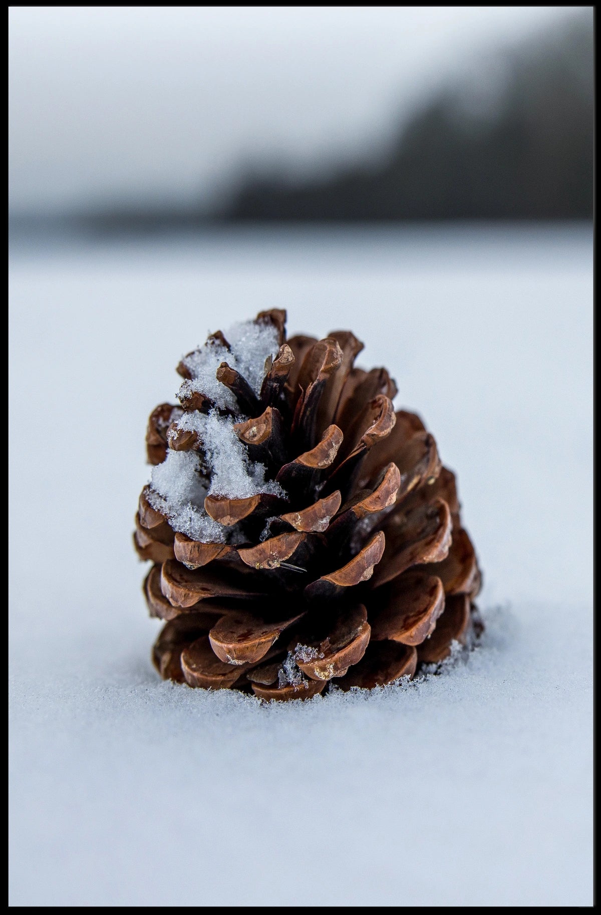 Winter Pinecone Poster