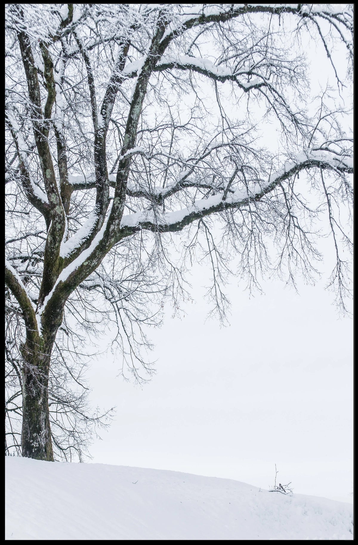 Winter Serenity Poster