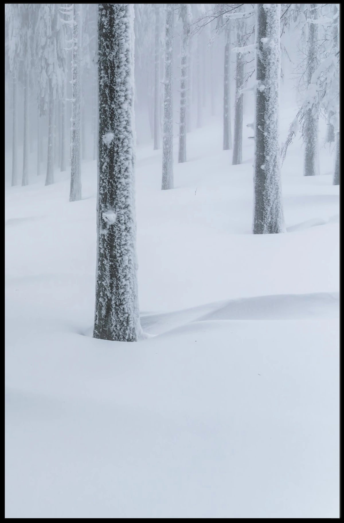 Winter Serenity: Minimalist Snow Forest National Park Poster