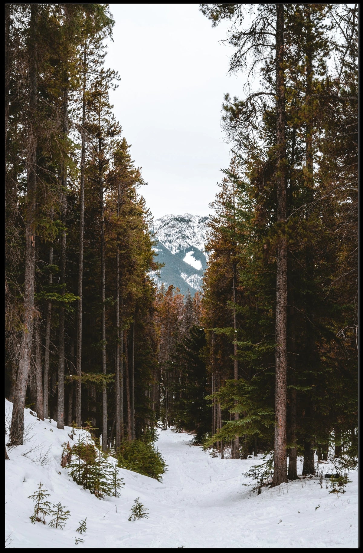 Serene Winter Landscape National Park Poster