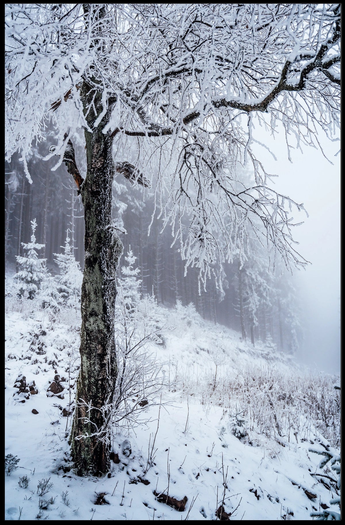 Winter Serenity Poster