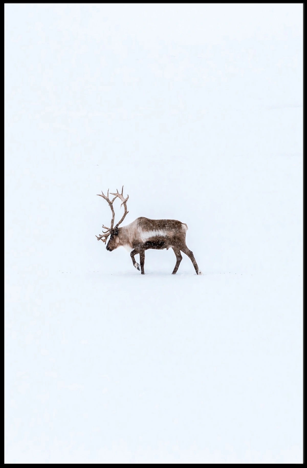 Solitary Reindeer In Snow Poster