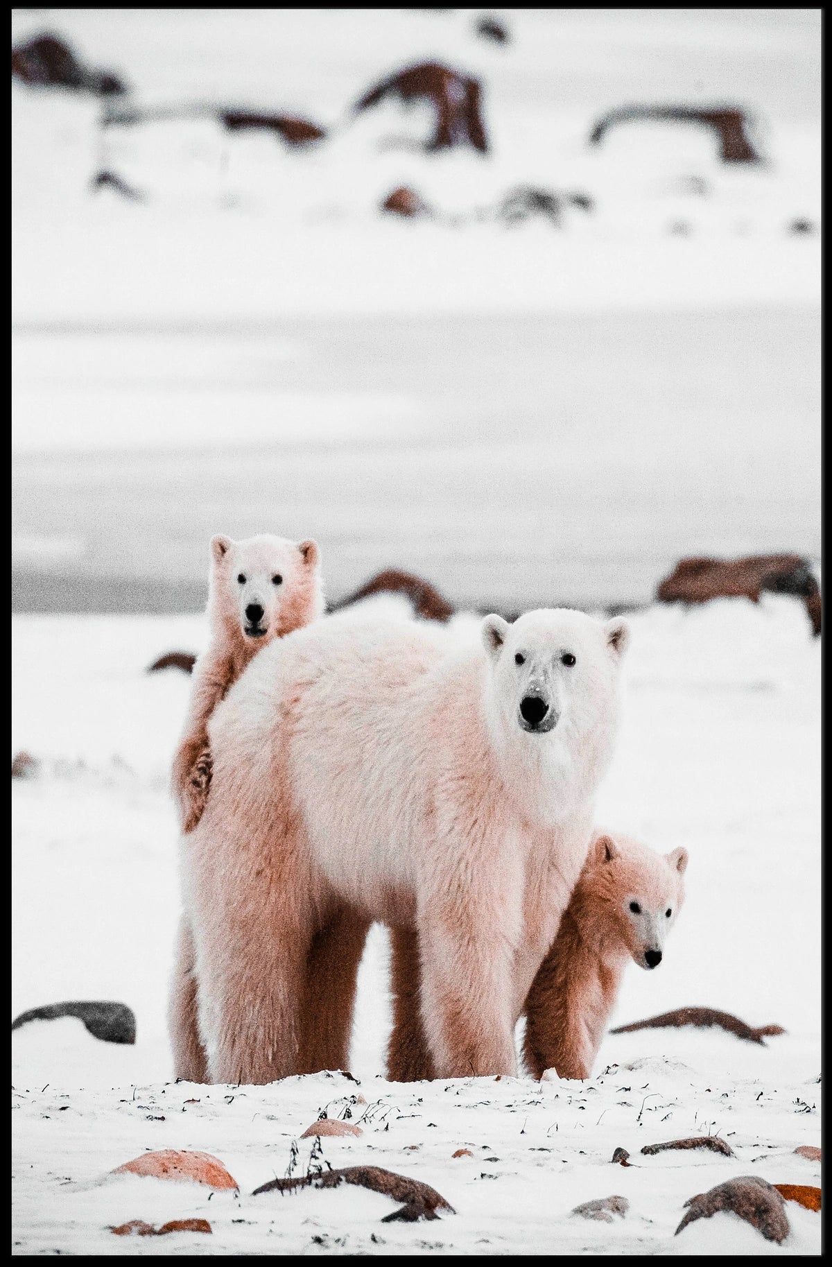 Polar Bear Family in the Arctic Poster