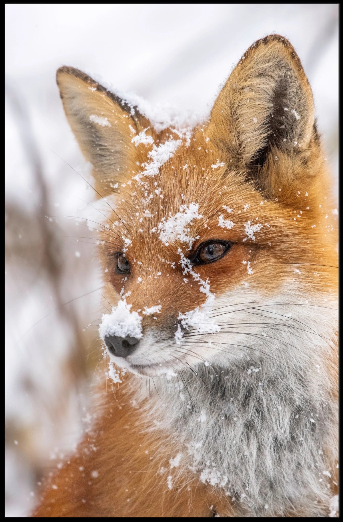 Winter Fox Poster